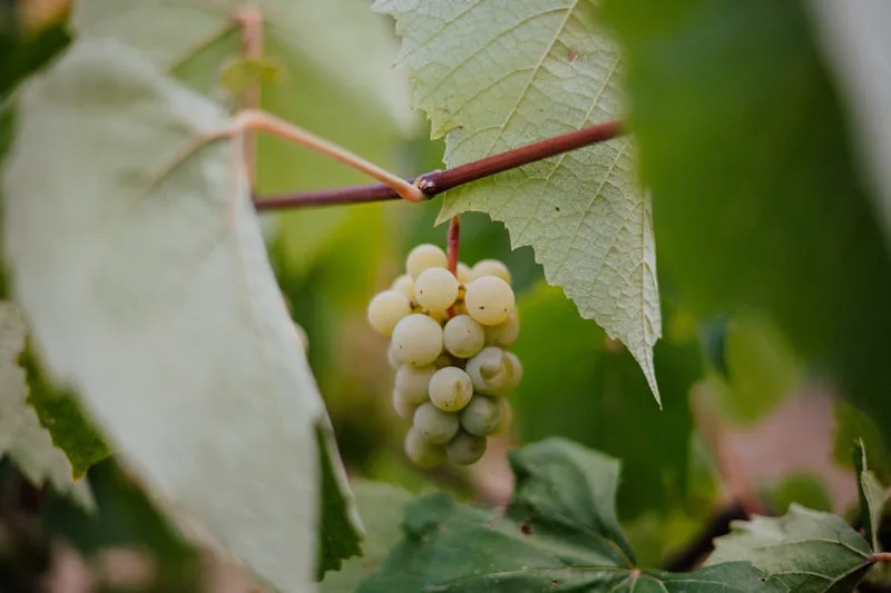 Chardonnay green grapes cluster on the vine