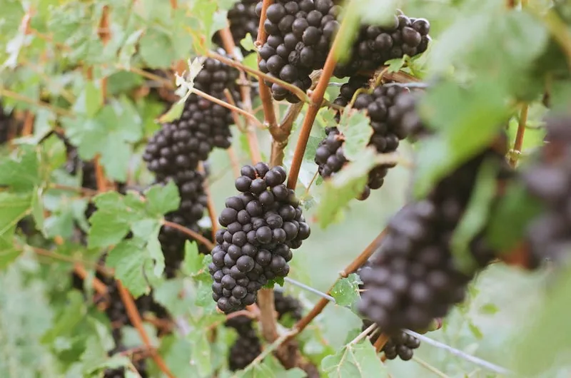 Pinot Noir dark grapes on a vineyard vine
