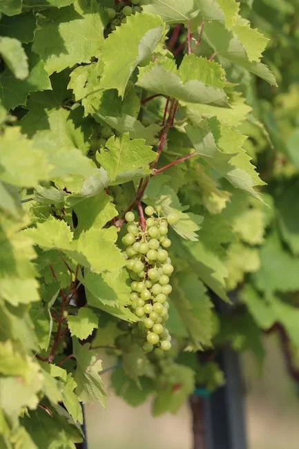 Sauvignon Blanc sunlit green grapes on a Croatian vine
