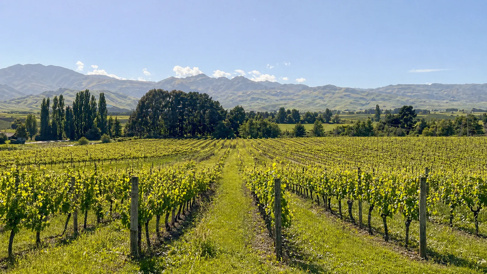 Marlborough Wine: Sauvignon Blanc, Sub-Regions, Styles