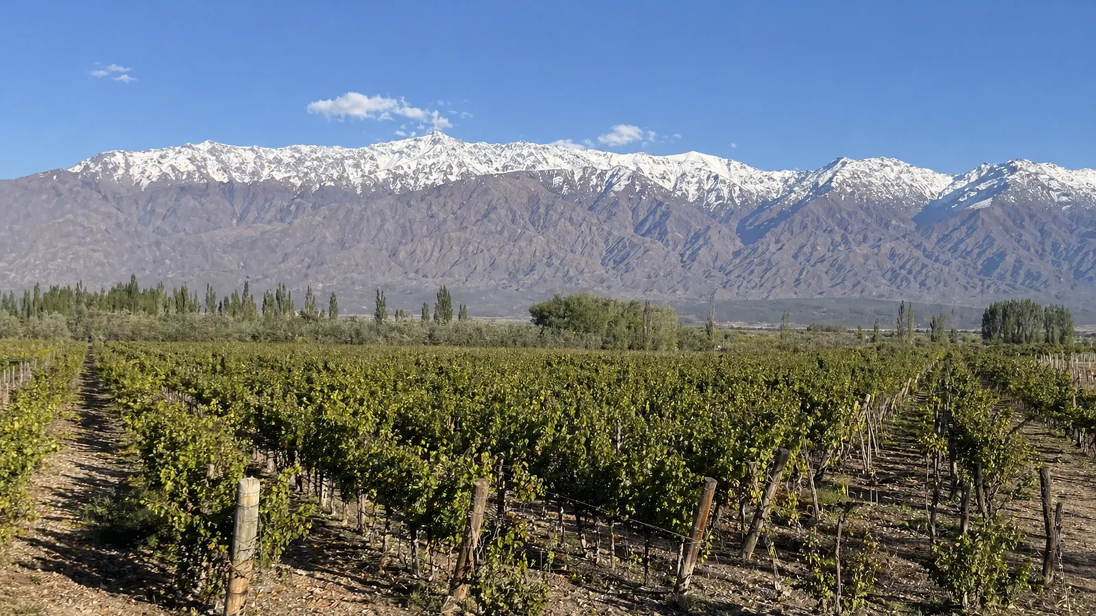 Mendoza Wine: Argentina's Malbec Heartland Explained
