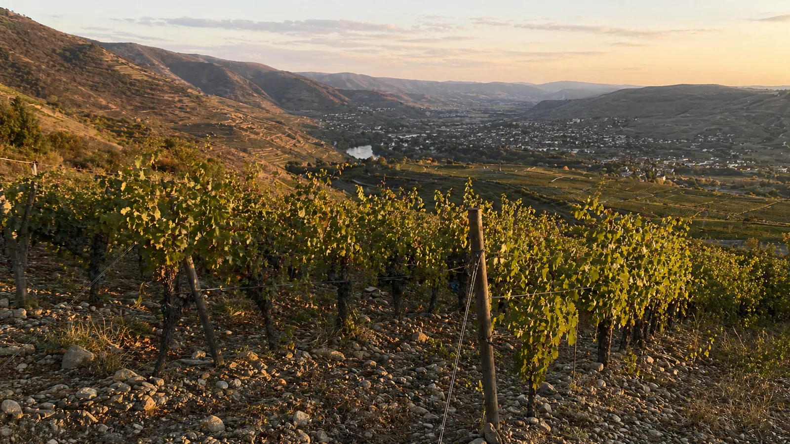 Rhône Valley Wine: Northern vs Southern, Grapes, Best Buys