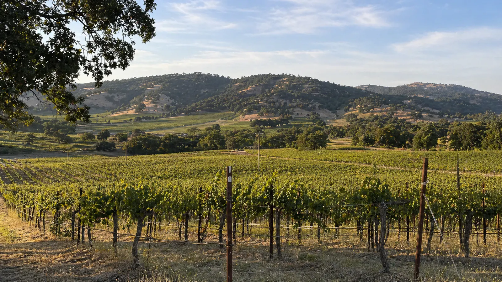 Sonoma Wine: Regions, Grapes, and What to Buy