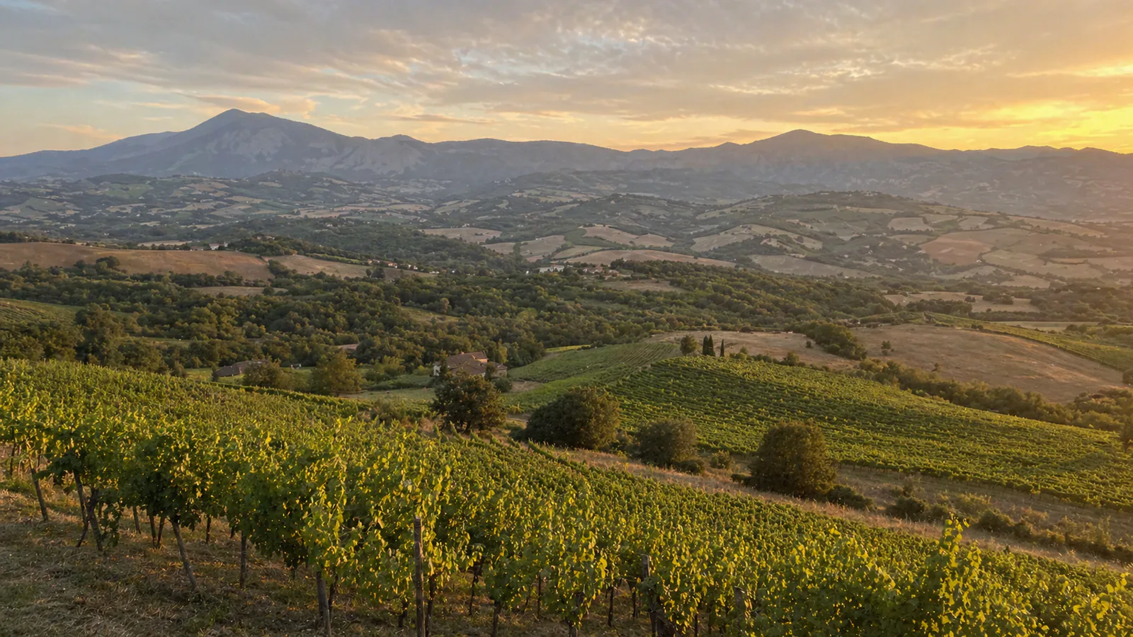 Wine Regions of the World: A Plain-English Guide